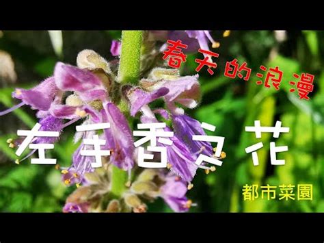 左手香風水|左手香開花引財運？專家教你佈局